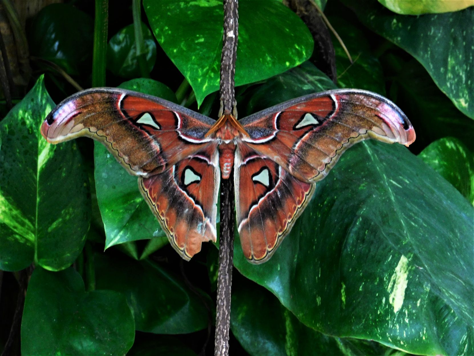 Moth